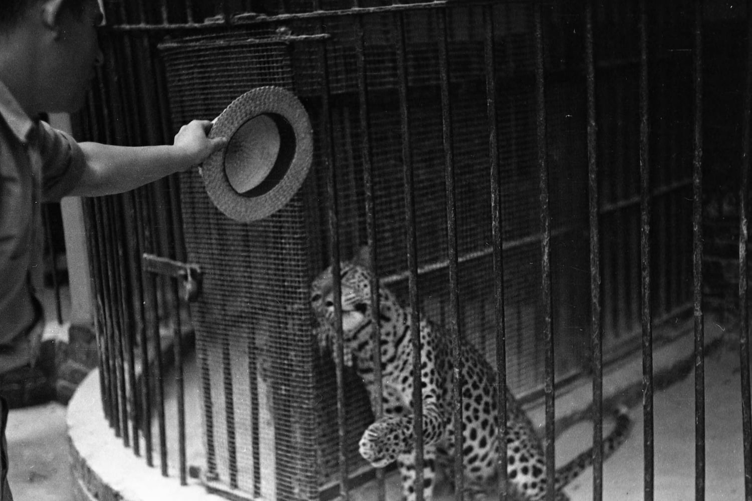 Zoo Atlanta milestone