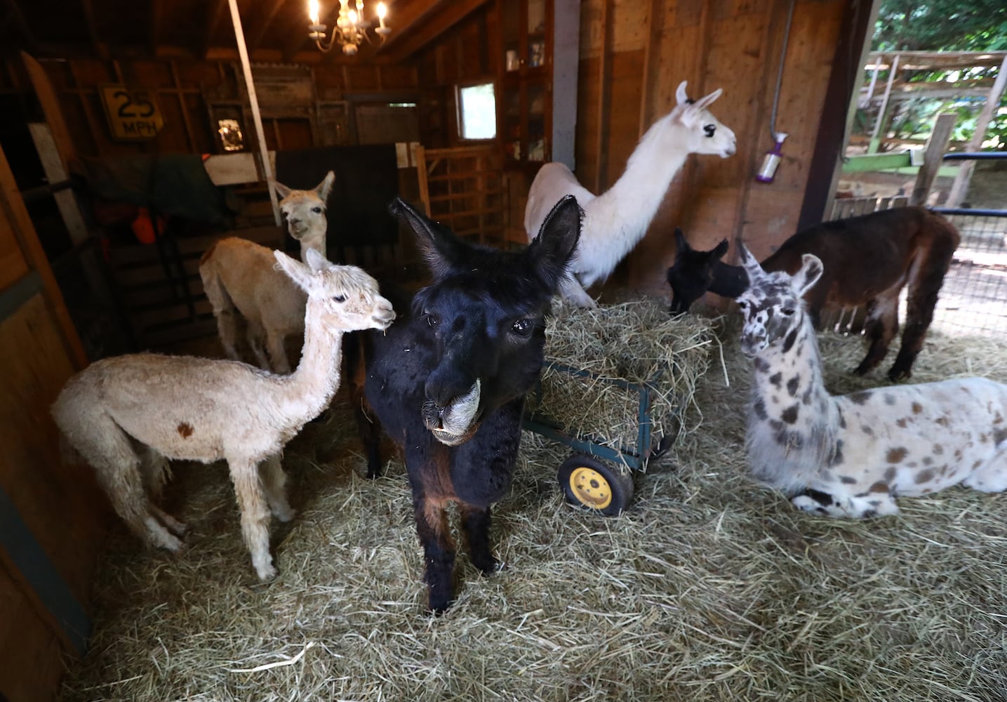 Atlanta Airbnb with llamas inside a bamboo forest