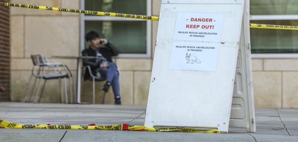 Georgia Tech officials said they believed there were several foxes on campus and each could carry rabies. The Georgia Department of Natural Resources was dispatching a field officer to assist local animal control officials in the capture and removal of the foxes.