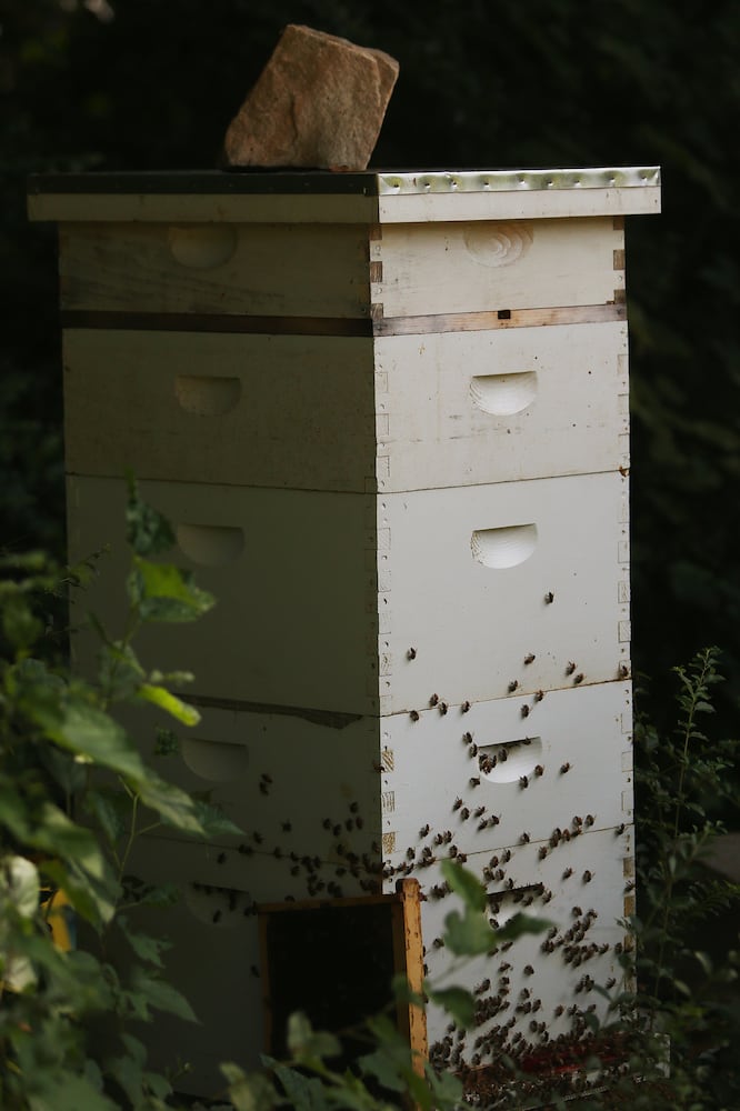 Photos: A look inside Georgia's first food forest