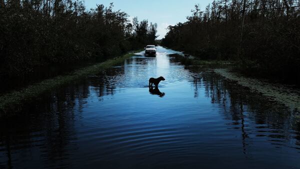 A dog walks through a flooded street in a rural part of Naples the day after Hurricane Irma swept through the area on September 11, 2017 in Naples, Florida. Hurricane Irma made another landfall near Naples yesterday after inundating the Florida Keys. Electricity was out in much of the region with extensive flooding.  (Photo by Spencer Platt/Getty Images)