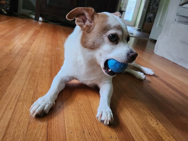 Bean Phalen was found outside the office of U.S. Rep. Hank Johnson’s DeKalb office .He now calls Andy Phalen, Johnson’s communications director, his person. (Courtesy office)