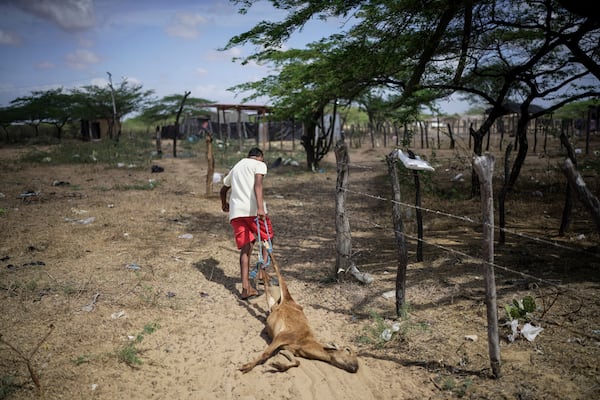 A Wayuu Indigenous child drags a dead goat in the Uyatpana community on the outskirts of Maicao, Colombia, Wednesday, Feb. 5, 2025. (AP Photo/Ivan Valencia)