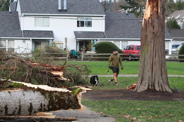 Mario Verduzco surveys damage left by a "bomb cyclone" storm at a park in Issaquah, Wash., Wednesday, Nov. 20, 2024. (AP Photo/Manuel Valdes)