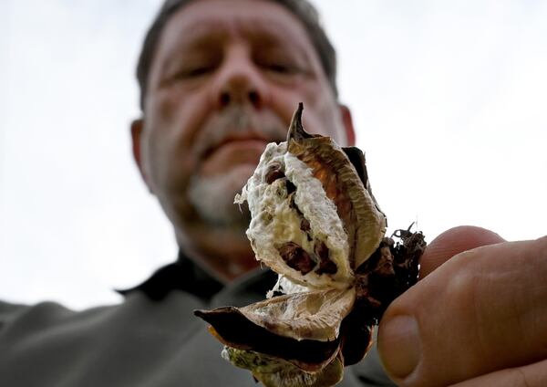 Lamar Vickers holds damaged cotton caused by Hurricane Helene at Vickers Farms, Tuesday, October 1, 2024, in Nashville, Ga. Vickers farms in partnership with his brothers, Lamar and Carlos, and his son, Bradley. They grow blueberries, watermelons, tobacco, peanuts, cotton and corn. (Hyosub Shin / AJC)