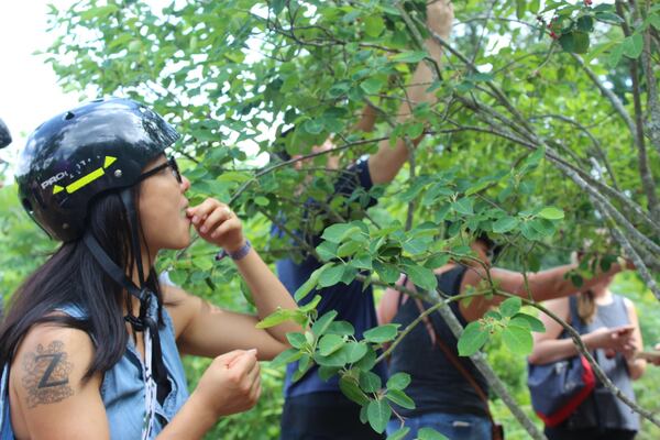 Siran He, a volunteer picker, samples a serviceberry during an outing with Concrete Jungle. CONTRIBUTED BY RACHEL LEVY