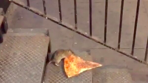 Pizza Rat won the hearts of America struggling to bring this piece of New York pizza down the subway stairs. (YouTube)