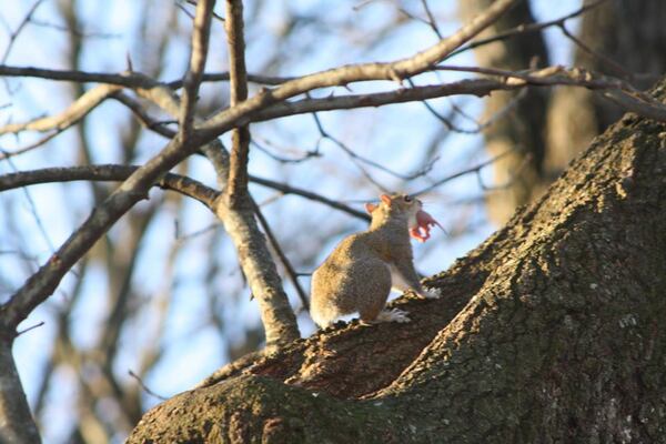 "This is a squirrel that lived around our house in Snellville.  She had no tail and I called her 'Stubtail,'" wrote Chris Barneycastle. "This is a photo I took of her carrying one of her newborn babies.  Notice the baby has a tail."