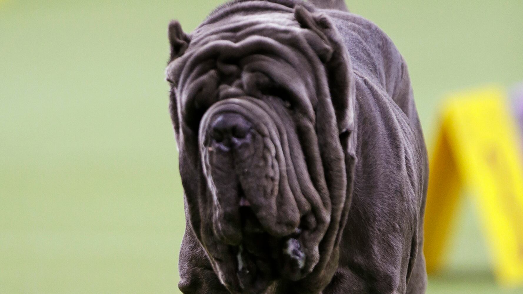 2019 Westminster Dog Show