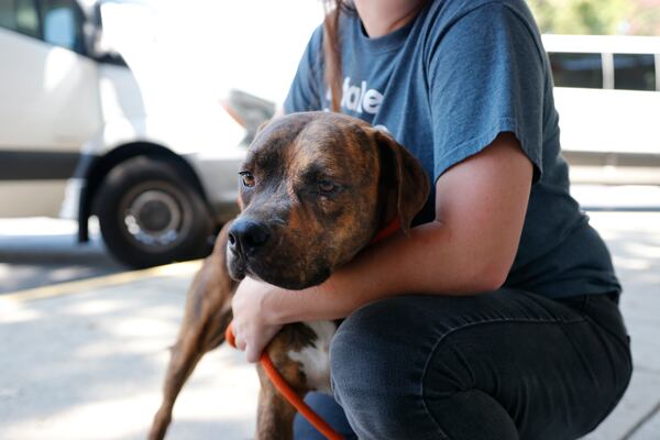 A dog  transported from a Florida shelter arrives at an Atlanta Humane Society shelter on Saturday, Aug. 31, 2019. Atlanta Humane Society is taking in 48 animals -- 40 cats and eight dogs -- in advance of Hurricane Dorian. (Photo: Atlanta Humane Society/Special to AJC)