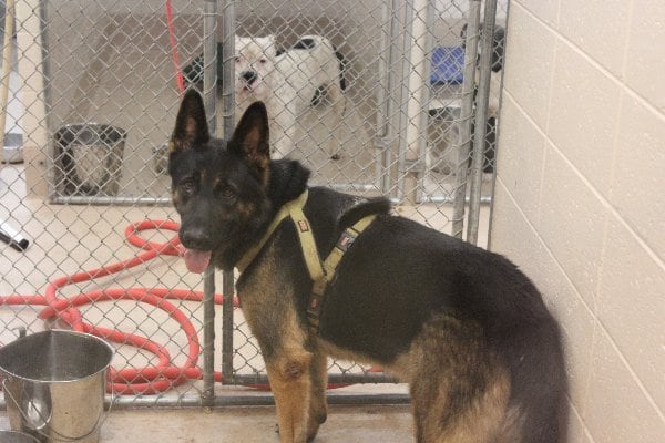 Photos courtesy Gwinnett County animal shelter.