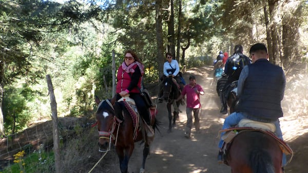 To see the butterflies clustered in trees at El Rosario, you can walk about an hour uphill from the entrance or you can pay about $5 to ride a horse to the top. Go for the horse if you think the altitude might be a problem for you. (Terri Colby/Chicago Tribune/TNS)