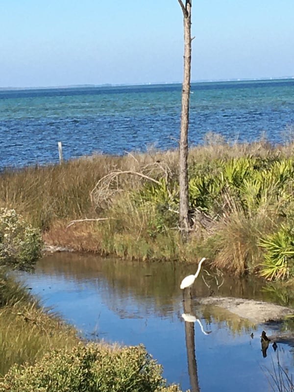 Karen Friend took this photo last December while on Cape San Blas at the St. Joseph Peninsula State Park. "The heron was so peaceful off the Gulf shore," she wrote.