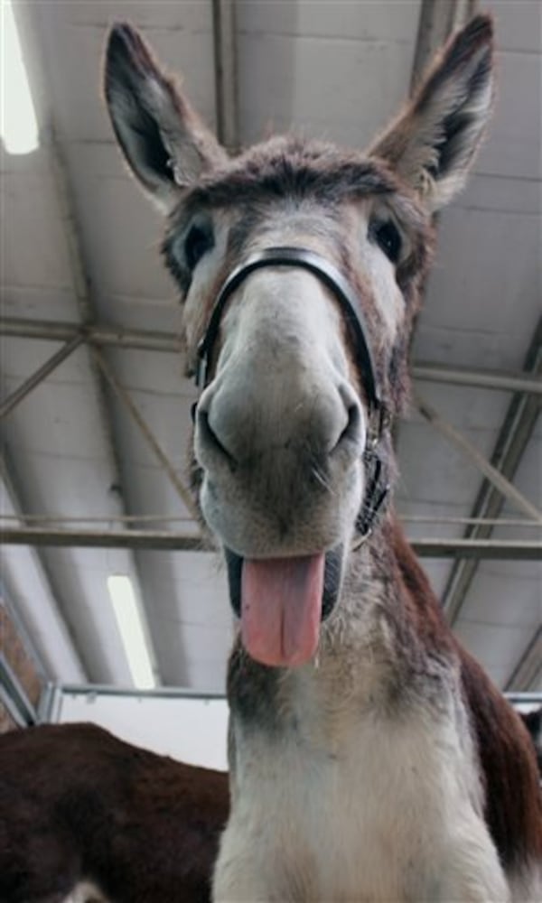 Midwest Horse Fair features tallest horse, tallest donkey