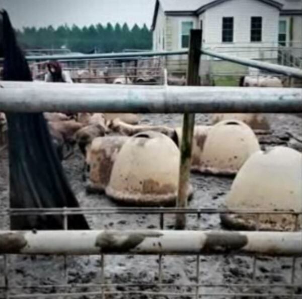 The dogs were living out of igloos surrounded by water and mud, animal advocacy groups said. (Photo: Channel 2 Action News)