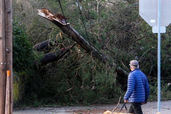 A man looks at a tree that fell on power lines during a major storm in Issaquah, Wash., on Friday, Nov. 22, 2024. (AP Photo/Manuel Valdes)