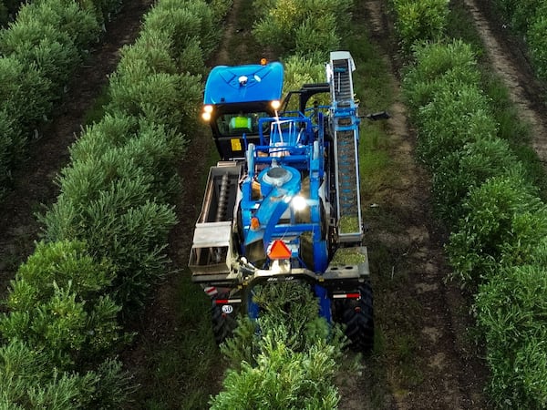 Olives are shown being harvested at Redlands Farm in Lakeland. Courtesy of Redlands Farm