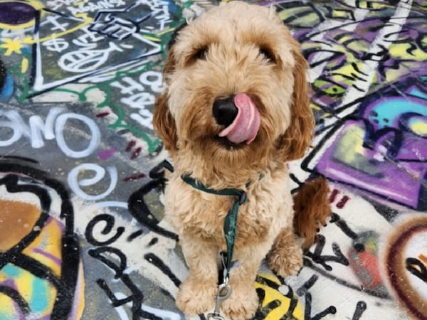 Canyon Shipman, the pooch who calls Atlanta City Council President Doug Shipman his person, approves of the Beltline expansion. (Courtesy photo)