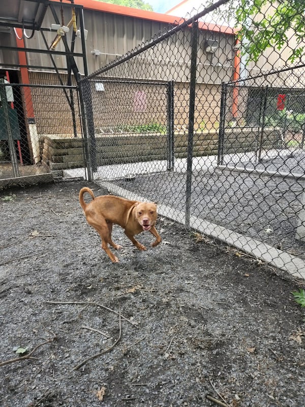 Peaches is a pit bull that Ligaya Figueras adopted from Fulton County Animal Services. Ligaya Figueras/ligaya/figueras@ajc.com