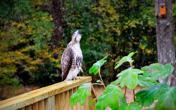 Get to know your birds this weekend in DeKalb.