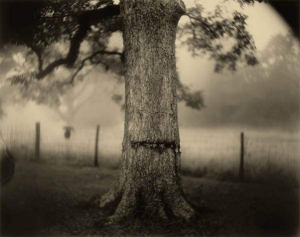 Photos of the landscape, family, her children and the unique, haunted dimension to the South are components of the High Museum exhibition “Sally Mann: A Thousand Crossings,” which includes “Deep South, Untitled (Scarred Tree)” (1998). Photo credit: copyright Sally Mann