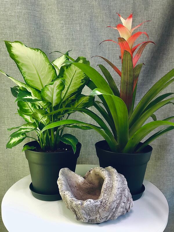 Tropical plants are always popular. 
Courtesy of Atlanta Houseplants.