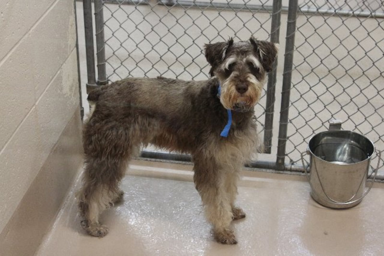 Photos courtesy of Gwinnett County animal shelter.