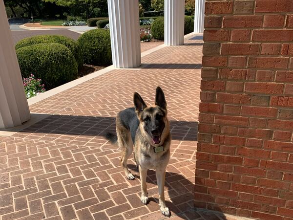 Rhett Kemp, a German shepherd, calls Gov. Brian Kemp and Marty Kemp his people. (Courtesy photo)