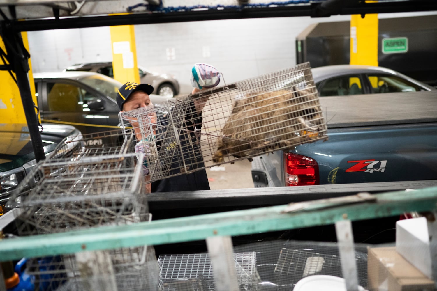 Photos: Raccoon climbs to the top of Minnesota skyscraper, captivates nation