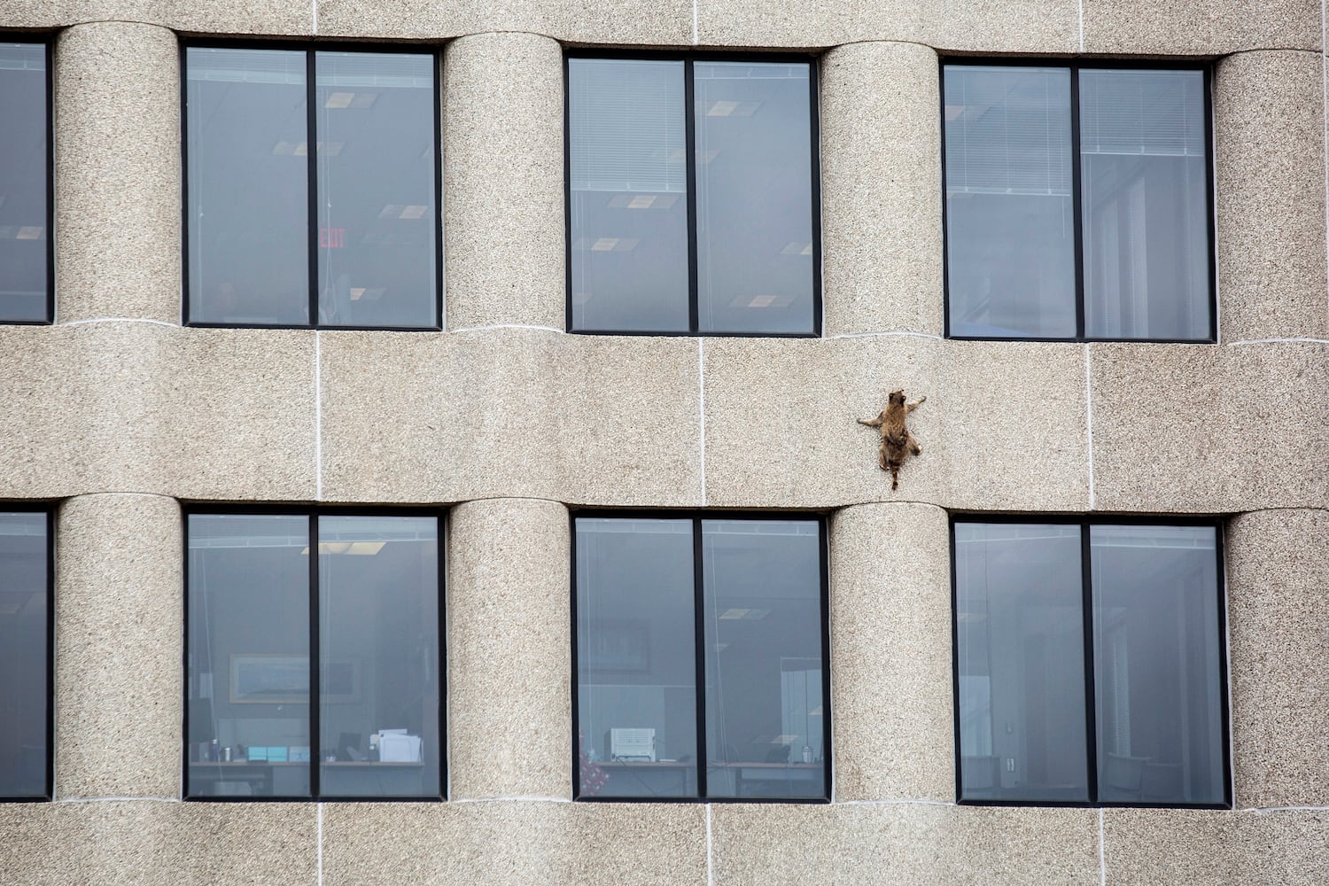 Raccoon climbing Minnesota skyscraper goes viral, captivates nation