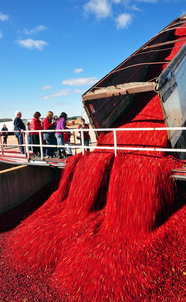 Cranberries arrive by the truckload at Badger State Fruit Processing in Pittsville, Wis. Most of the berries end up as sweetened dried fruit. (Katherine Rodeghier/Chicago Tribune/TNS)