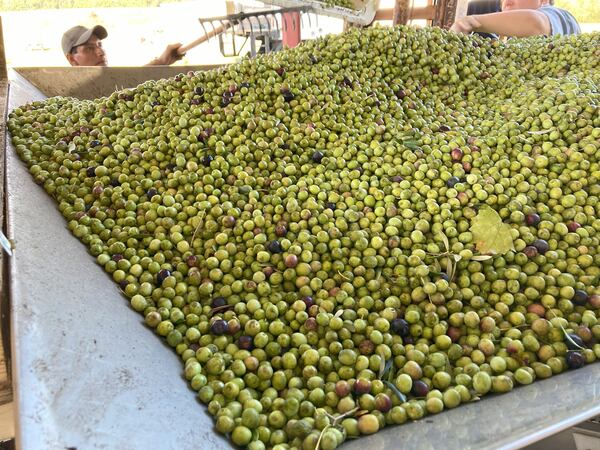 Olives are crushed and pressed with 24 hours of being harvested at Woodpecker Trail Olive Farm. Courtesy of Woodpecker Trail Olive Farm