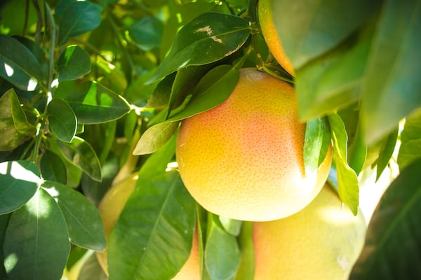 Franklin’s Citrus Farm grows more than a dozen varieties of citrus, including pink frost grapefruit. (Courtesy of Franklin’s Citrus Farm)