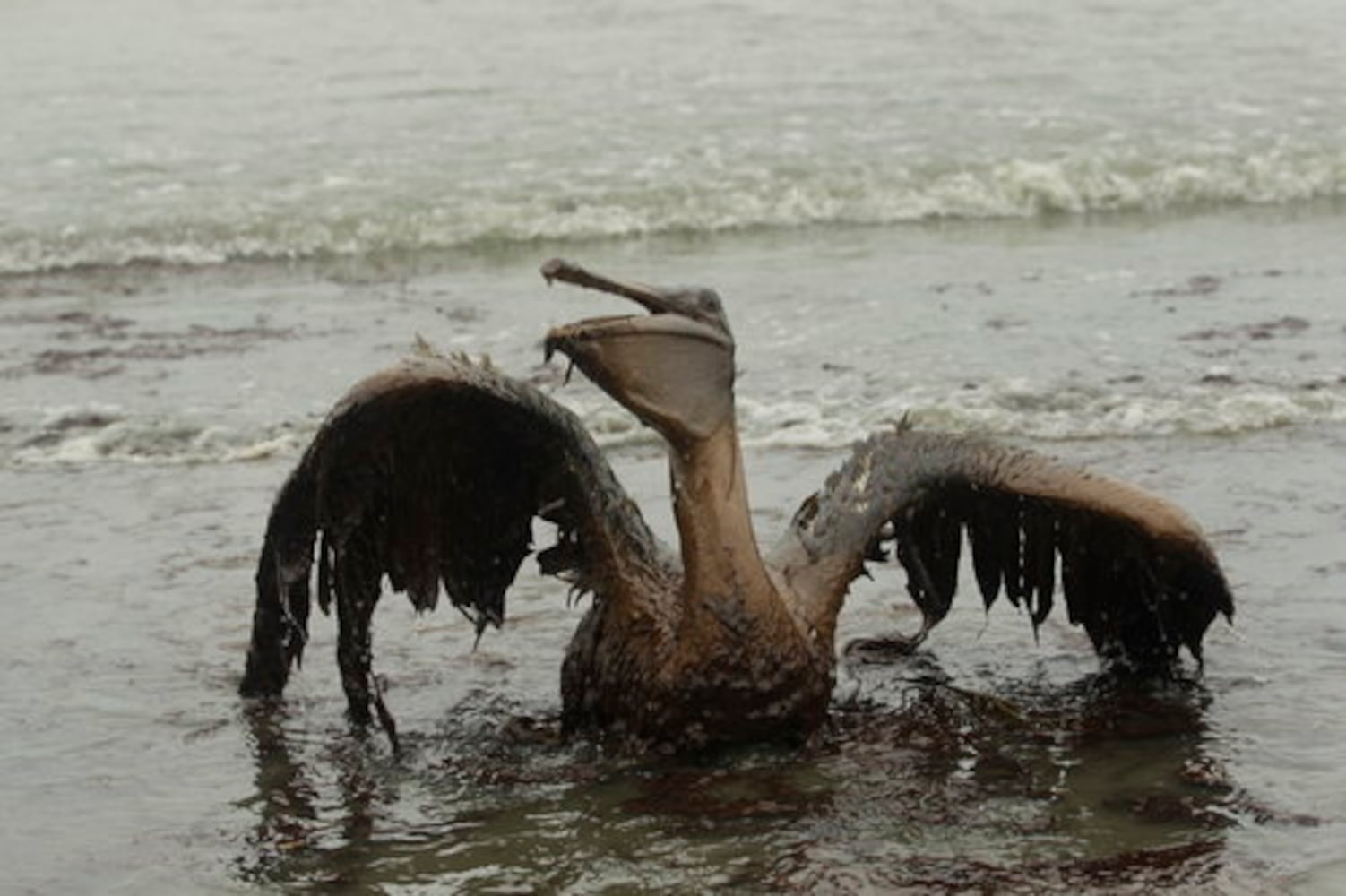 Deepwater Horizon oil spill on the Gulf -- One year later