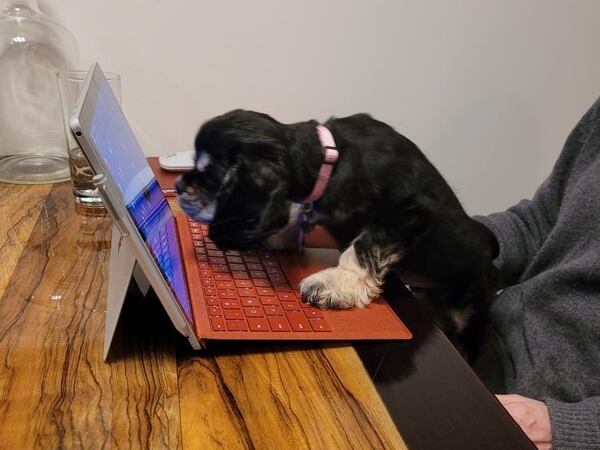 Pepper Kiefer, seen here performing important campaign duties, is the cocker spaniel of Brookhaven mayoral candidate Lauren Kiefer. (Courtesy photo)