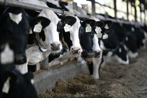 Each individual cow can be monitored daily for any changes using artificial intelligence and robotic technology at  Hillcrest Farms in Dearing, Ga. Technology is quickly changing how Georgia farmers operate and helping them stay competitive. (Hyosub Shin / Hyosub.Shin@ajc.com)