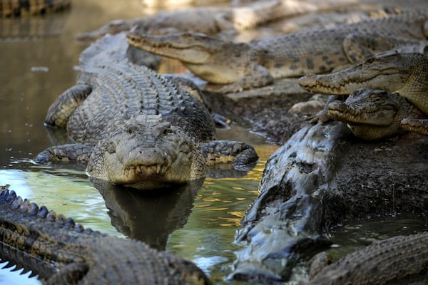 A crocodile nicknamed Karossa, after the name of a village it was captured from following the fatal attack of a man, rests with others inside an enclosure in Budong-Budong, West Sulawesi Island, Indonesia, Monday, Feb. 24, 2025. (AP Photo/Dita Alangkara)