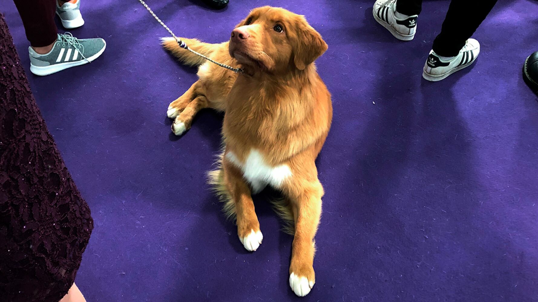 2019 Westminster Dog Show