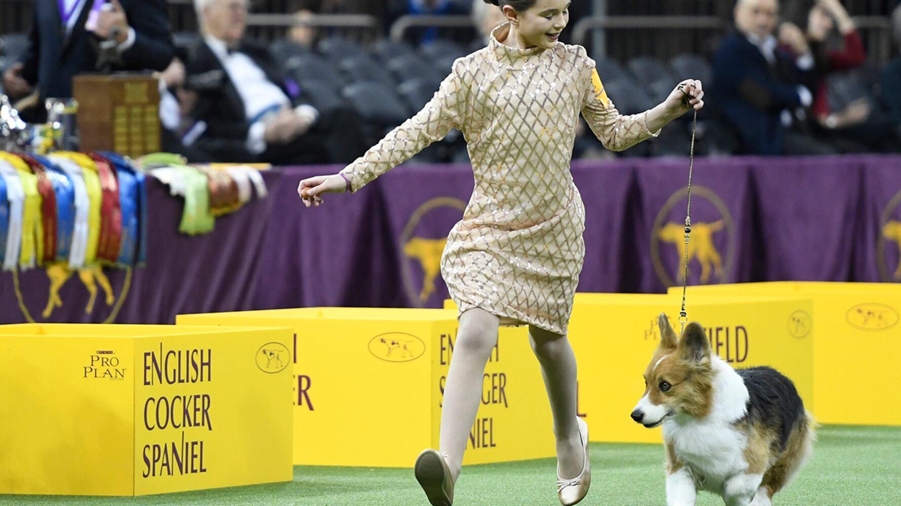 2019 Westminster Dog Show