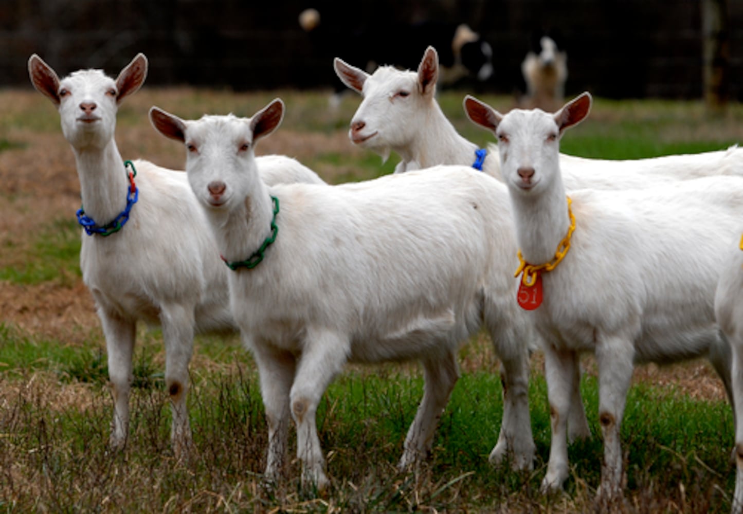 Want milk? A clean yard? Get a goat