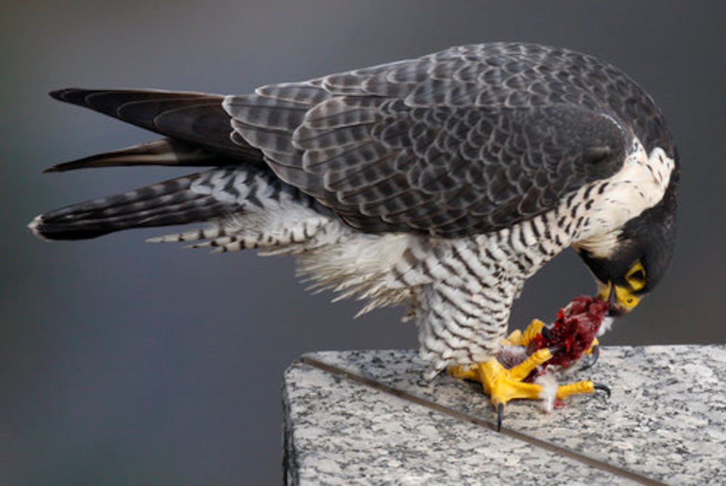 Falcons make a home in Atlanta