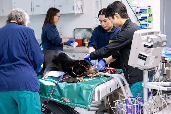 Zoo Atlanta's veterinary team treats Xander, an adult male sun bear, in the zoo's new animal care center. Xander was having dental issues and the CT scan indentified a tool root abscess that had to be removed. (Zoo Atlanta).