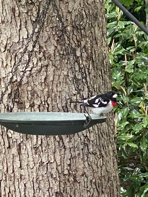 Seldom seen in Georgia, this Grosbeak was photographed by Susan Kraft in Peachtree Corners in March 2020.