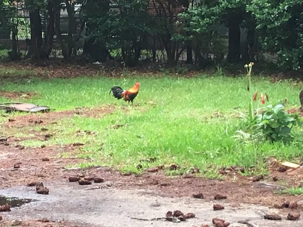 A wild Burmese chicken roams Fitzgerald, Ga.