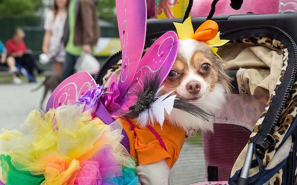 Pamper your pooch this weekend at PAWfest in Gwinnett.