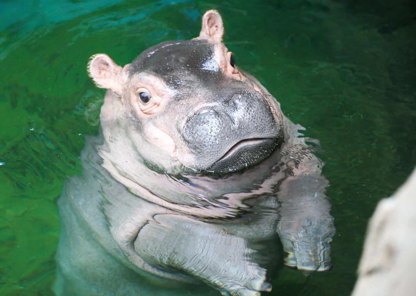 PHOTOS Fiona at the Cincinnati Zoo