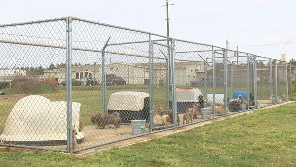 Authorities discovered 61 dogs being held in crates on a property in Webster County last week. They believe the dogs were being bred for profit.