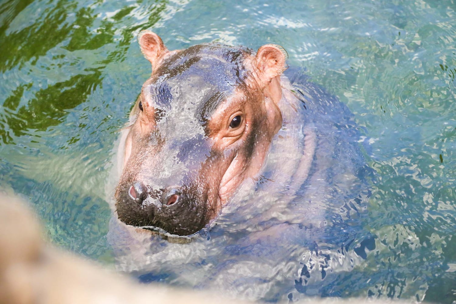 PHOTOS Fiona at the Cincinnati Zoo