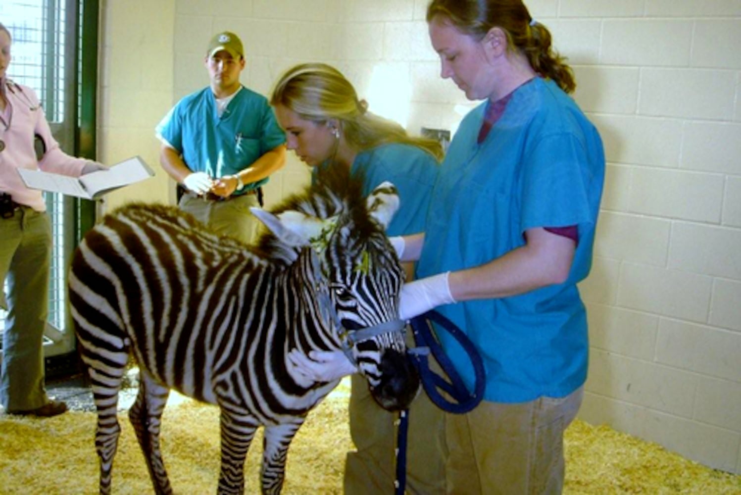 Injured zebra found on I-75