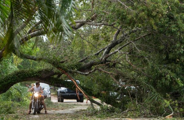 A downed tree blocks the roadway after high winds from Hurricane Irma knocked it over in Coconut Grove, Florida,  on September 11, 2017. 